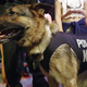 Illustration for article titled Welcome to the Resistance, British police dog